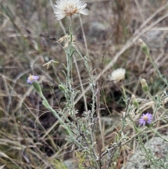 Vittadinia gracilis (New Holland Daisy) at The Pinnacle - 25 Mar 2023 by sangio7