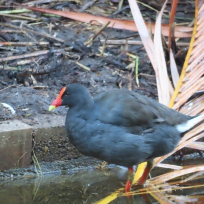 Gallinula tenebrosa (Dusky Moorhen) at Brisbane City, QLD - 26 Mar 2023 by MatthewFrawley