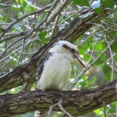 Dacelo novaeguineae (Laughing Kookaburra) at Brisbane City, QLD - 26 Mar 2023 by MatthewFrawley