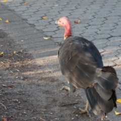 Alectura lathami (Australian Brush-turkey) at Brisbane City, QLD - 26 Mar 2023 by MatthewFrawley