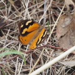 Heteronympha merope (Common Brown Butterfly) at Molonglo Valley, ACT - 27 Mar 2023 by wombey