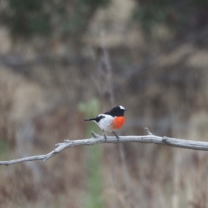 Petroica boodang at Molonglo Valley, ACT - 27 Mar 2023