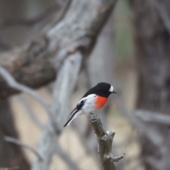 Petroica boodang at Molonglo Valley, ACT - 27 Mar 2023