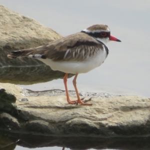 Charadrius melanops at Molonglo Valley, ACT - 26 Mar 2023