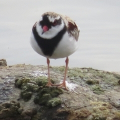 Charadrius melanops at Molonglo Valley, ACT - 26 Mar 2023