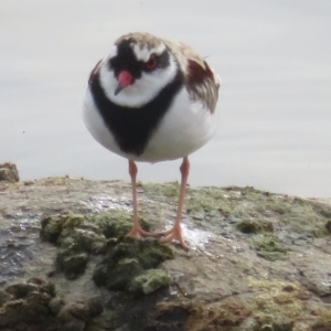 Charadrius melanops at Molonglo Valley, ACT - 26 Mar 2023