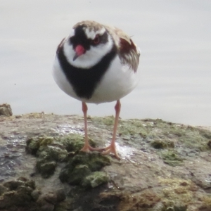 Charadrius melanops at Molonglo Valley, ACT - 26 Mar 2023 04:06 PM