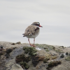 Charadrius melanops at Molonglo Valley, ACT - 26 Mar 2023 04:06 PM
