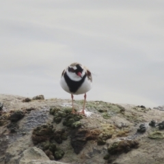 Charadrius melanops at Molonglo Valley, ACT - 26 Mar 2023