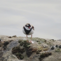 Charadrius melanops at Molonglo Valley, ACT - 26 Mar 2023 04:06 PM