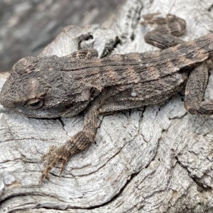 Amphibolurus muricatus at O'Connor, ACT - 26 Mar 2023 01:42 PM