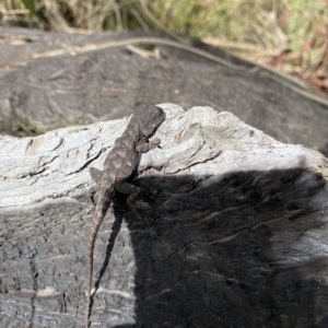 Amphibolurus muricatus at O'Connor, ACT - 26 Mar 2023 01:42 PM