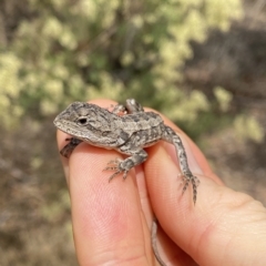 Amphibolurus muricatus at O'Connor, ACT - 26 Mar 2023