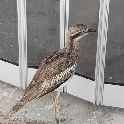 Burhinus grallarius (Bush Stone-curlew) at South Brisbane, QLD - 27 Mar 2023 by MatthewFrawley