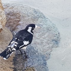 Grallina cyanoleuca (Magpie-lark) at South Brisbane, QLD - 27 Mar 2023 by MatthewFrawley