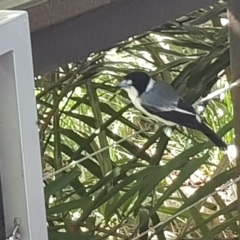 Cracticus torquatus (Grey Butcherbird) at South Brisbane, QLD - 27 Mar 2023 by MatthewFrawley