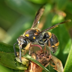 Eumeninae (subfamily) at Weston, ACT - 26 Mar 2023