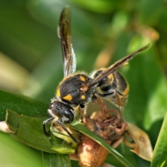 Eumeninae (subfamily) at Weston, ACT - 26 Mar 2023