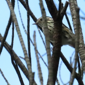 Pyrrholaemus sagittatus at Red Hill, ACT - 26 Mar 2023 06:07 PM