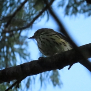 Pyrrholaemus sagittatus at Red Hill, ACT - 26 Mar 2023 06:07 PM