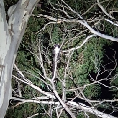 Petauroides volans (Greater Glider) at Mongarlowe River - 25 Mar 2023 by RichardMilner