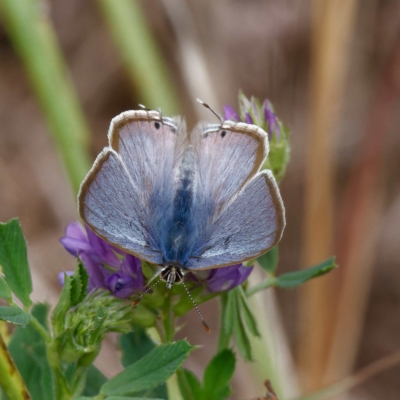 Lampides boeticus (Long-tailed Pea-blue) at Molonglo Valley, ACT - 26 Mar 2023 by DPRees125