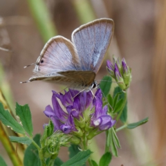 Lampides boeticus at Molonglo Valley, ACT - 26 Mar 2023