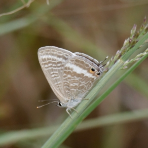 Lampides boeticus at Molonglo Valley, ACT - 26 Mar 2023