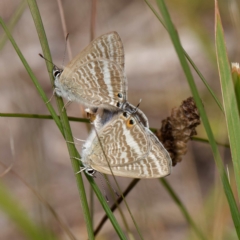 Lampides boeticus at Molonglo Valley, ACT - 26 Mar 2023