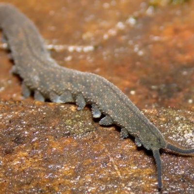 Euperipatoides rowelli (Tallanganda Velvet Worm) at Jingera, NSW - 27 Mar 2023 by aussiestuff