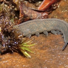 Euperipatoides rowelli at Jingera, NSW - 27 Mar 2023