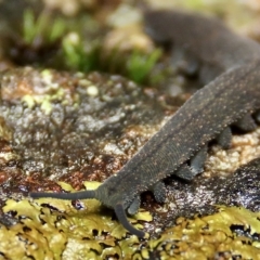 Euperipatoides rowelli at Jingera, NSW - 27 Mar 2023