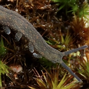 Euperipatoides rowelli at Jingera, NSW - 27 Mar 2023