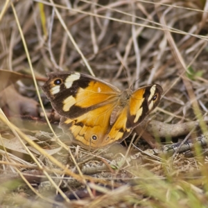 Heteronympha merope at Higgins, ACT - 26 Mar 2023