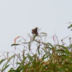 Delias harpalyce (Imperial Jezebel) at Greenway, ACT - 27 Mar 2023 by RodDeb