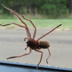 Delena cancerides (Social huntsman spider) at Chisholm, ACT - 27 Mar 2023 by RodDeb