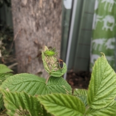 Unidentified Katydid (Tettigoniidae) at Hackett, ACT - 27 Mar 2023 by WalterEgo