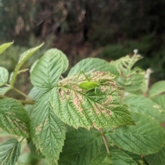 Caedicia simplex at Hackett, ACT - 27 Mar 2023 11:11 AM