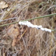 Symonicoccus australis (Grass Coccid) at Mount Majura - 27 Mar 2023 by abread111