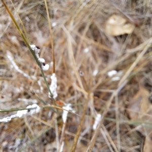 Symonicoccus australis at Watson, ACT - 27 Mar 2023