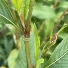 Persicaria lapathifolia (Pale Knotweed) at Weetangera, ACT - 27 Mar 2023 by JaneR