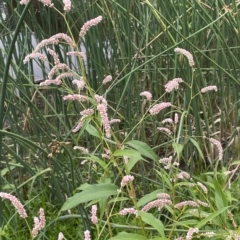 Persicaria lapathifolia at Weetangera, ACT - 27 Mar 2023 05:43 PM