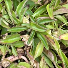 Ludwigia palustris (Marsh Purslane) at Weetangera, ACT - 27 Mar 2023 by JaneR