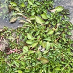 Ludwigia palustris at Weetangera, ACT - 27 Mar 2023 05:51 PM