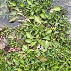 Ludwigia palustris at Weetangera, ACT - 27 Mar 2023 05:51 PM