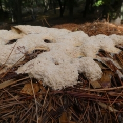 Fuligo septica (Scrambled egg slime) at Urila, NSW - 26 Mar 2023 by RogerF