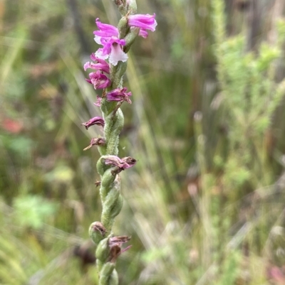 Spiranthes australis (Austral Ladies Tresses) at Paddys River, ACT - 26 Mar 2023 by JaneR