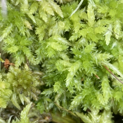 Sphagnum sp. (genus) (Sphagnum moss) at Gibraltar Pines - 26 Mar 2023 by JaneR