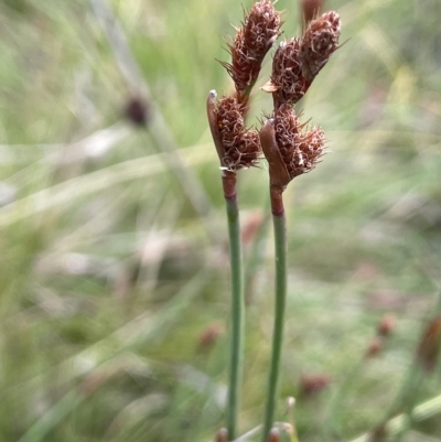 Baloskion australe (Mountain Cordrush) at Tennent, ACT - 26 Mar 2023 by JaneR