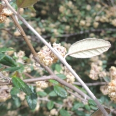 Pomaderris betulina subsp. betulina at Aranda, ACT - 30 Oct 2022